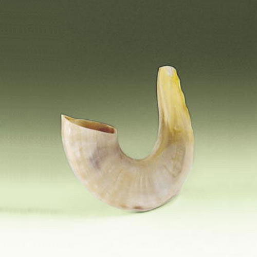 Small Shofar